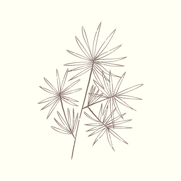 Cyperus Rotundus 58.9%